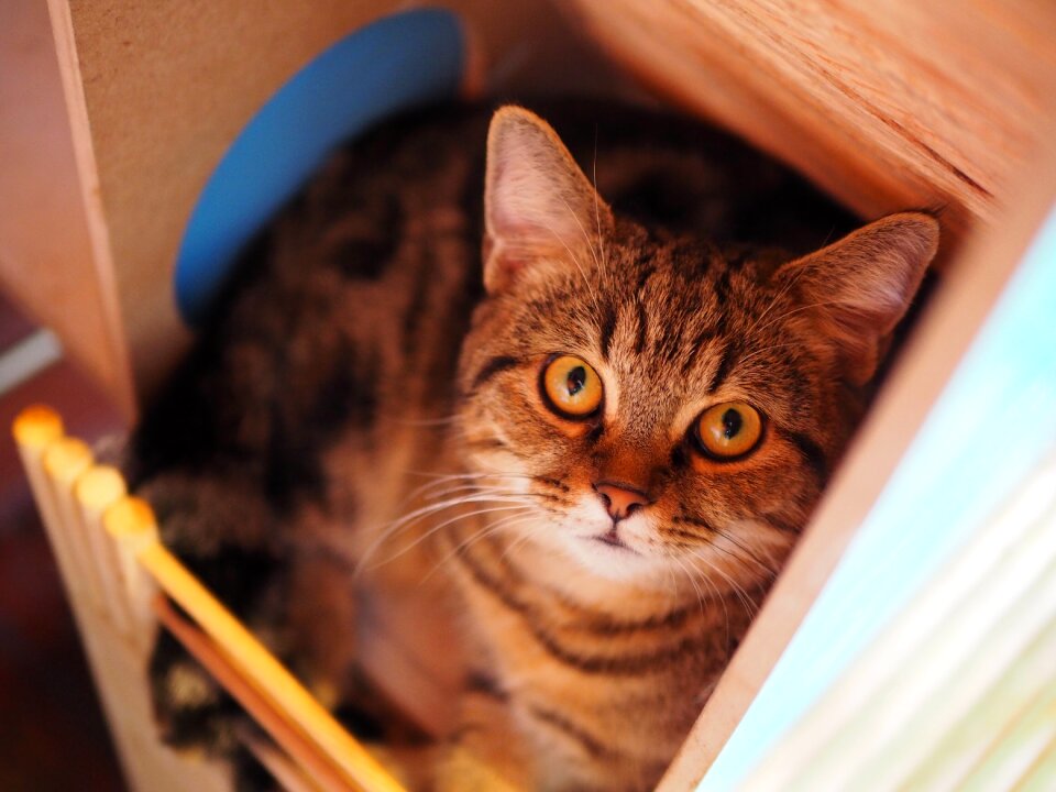 Cute animal domestic
