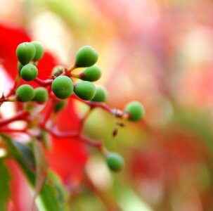 Green color red