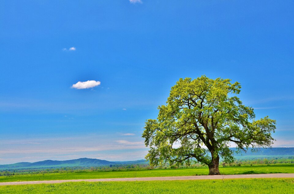 Landscape green summer