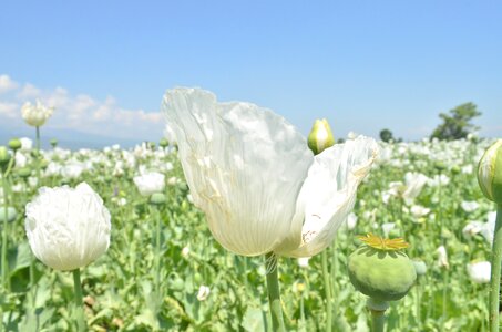 Flower white poppy photo