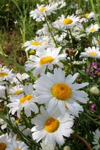 Nature white summer