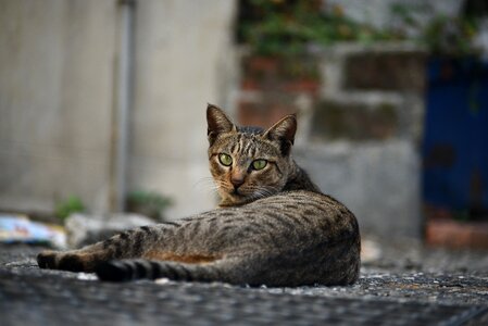 Wildlife mammal cat photo