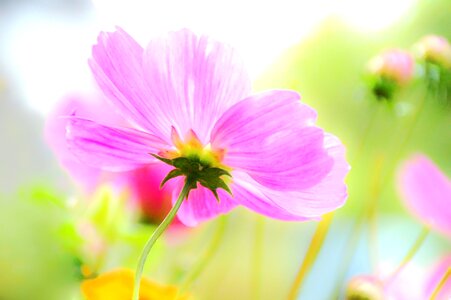 Petal wrought flower