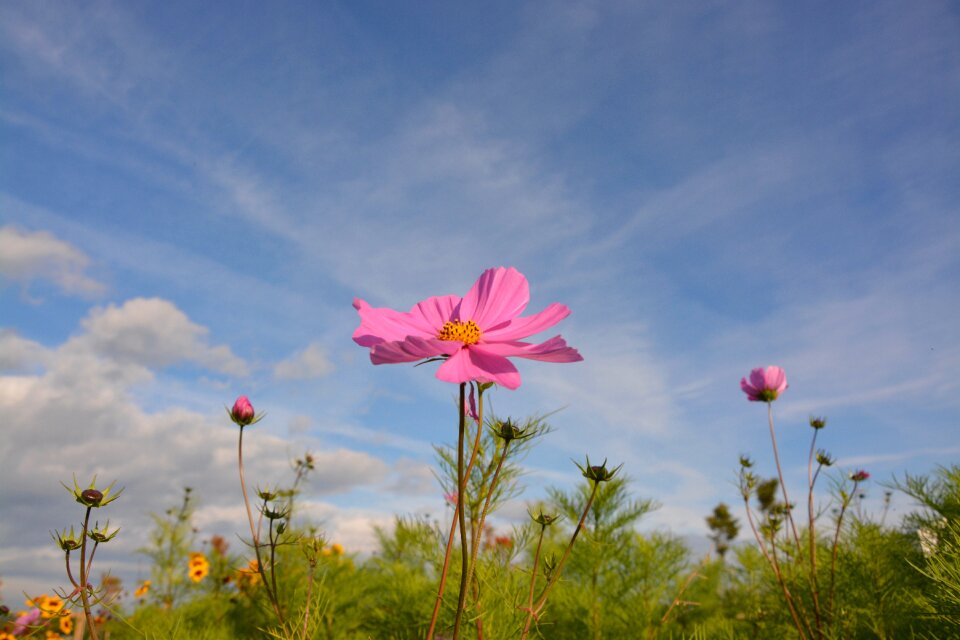 Country nature blue sky