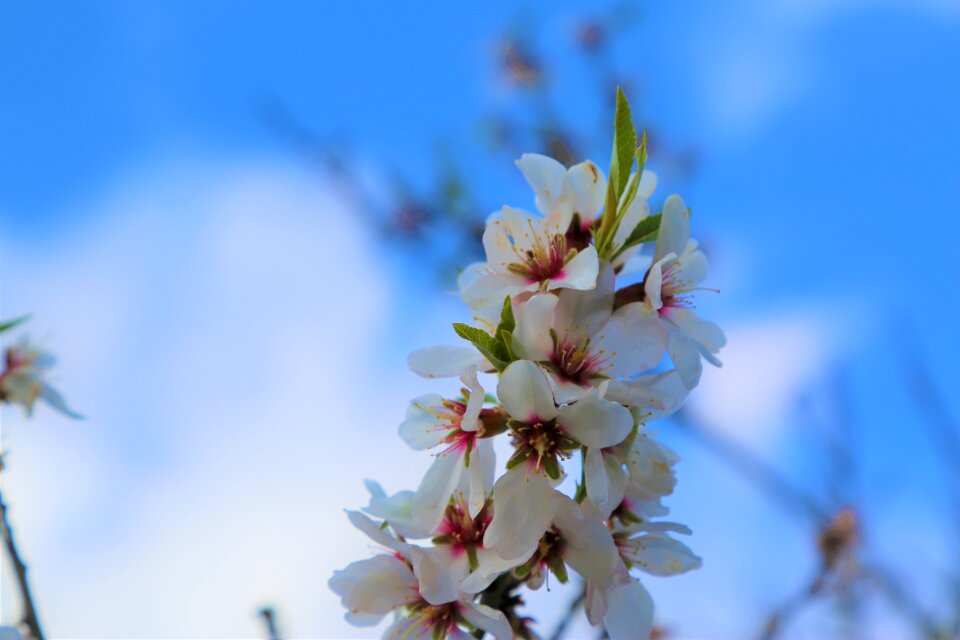 Tree spring bud photo