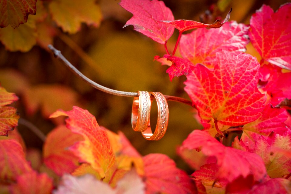 Plant autumn season
