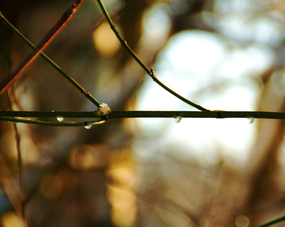 Park nice drops of water
