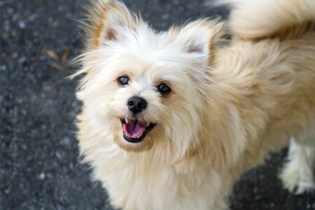 Dog pet furry
