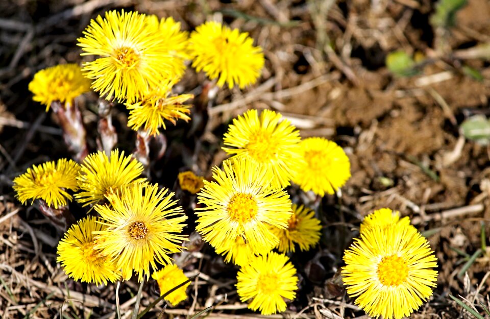Blossom bloom yellow