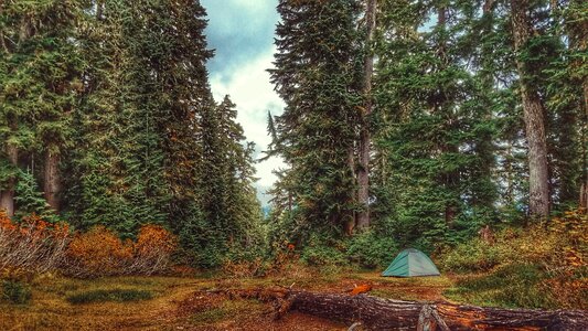 Nature forest outdoor