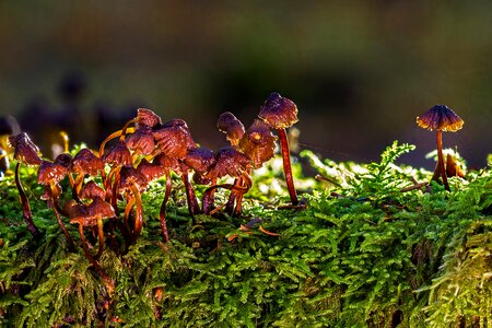 Autumn forest mushrooms sponge photo