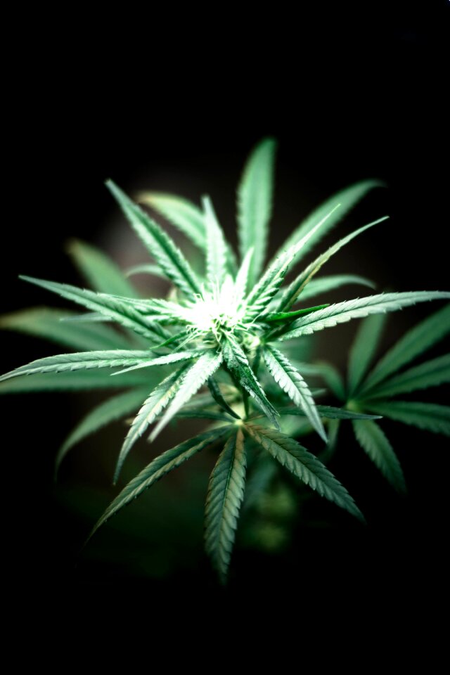 Nature herbal medicine