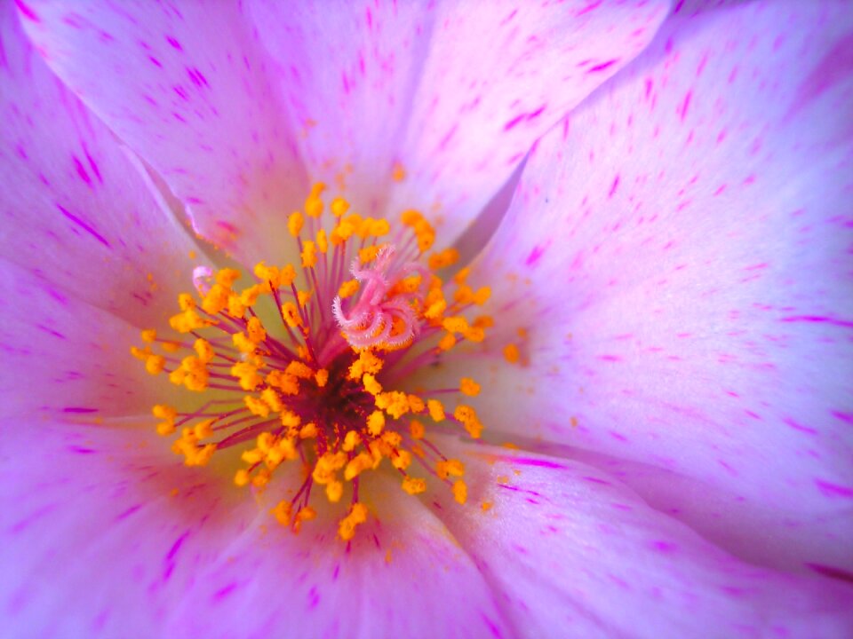 Stamens flower stamen