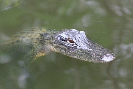 Crocodile predator usa photo