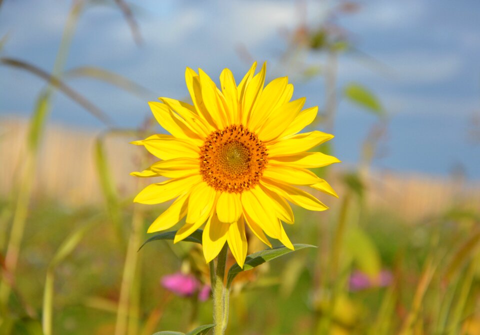 Flower nature yellow was