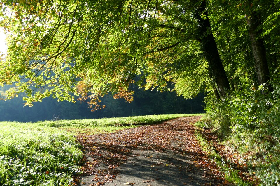 Nature green landscape
