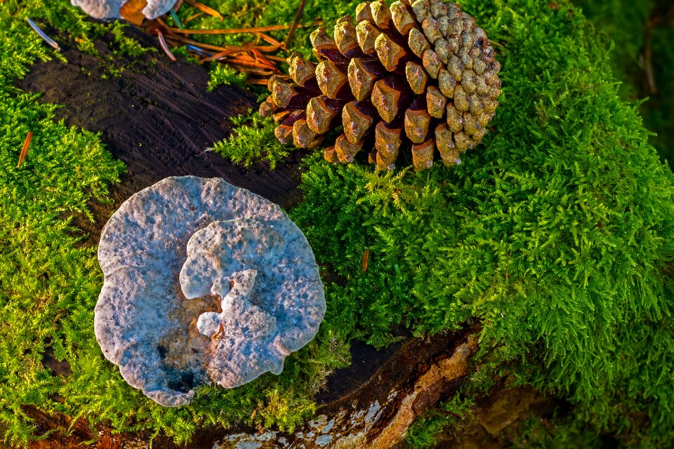 Pine cones pine cone baumschwamm photo