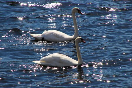 White lake nature