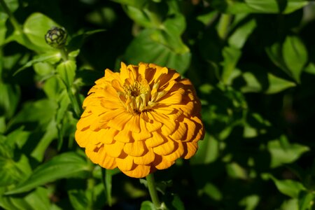 Orange nature garden photo