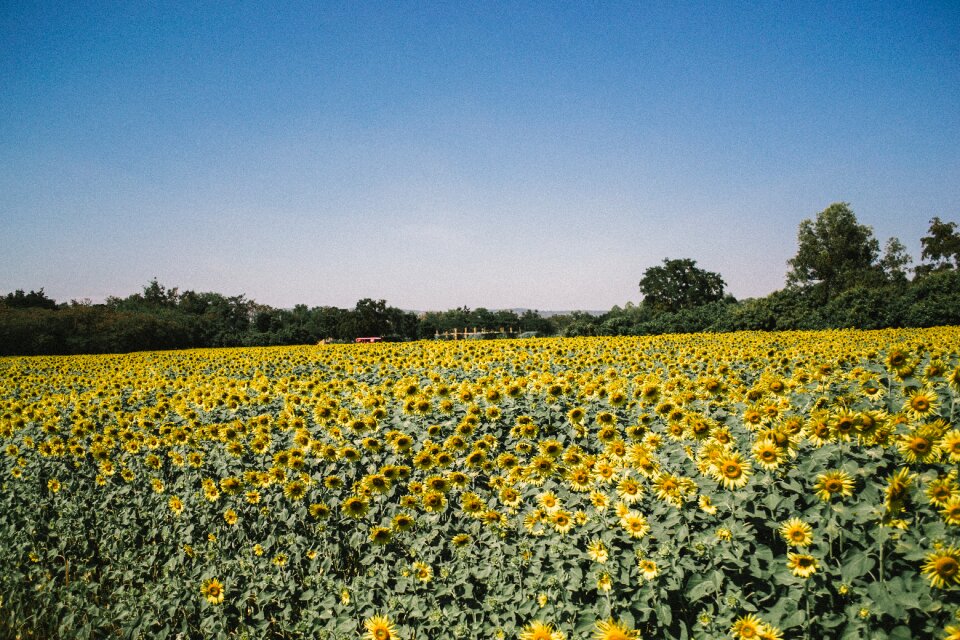 Petals farm field