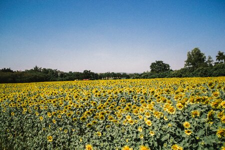 Petals farm field photo