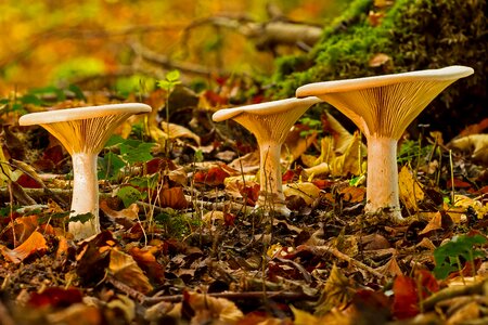 Lamellar forest mushrooms fungal species