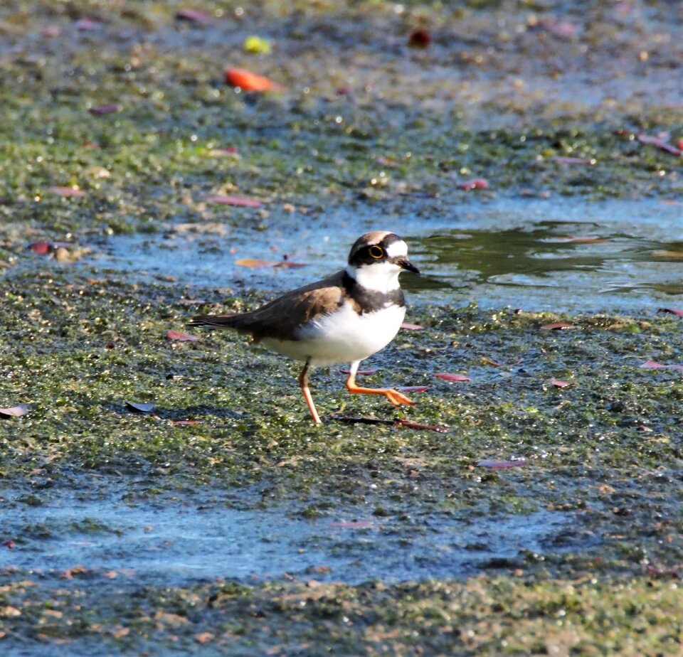 Pool lake shorebird