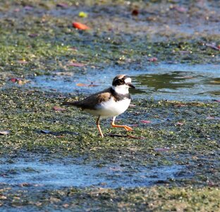 Pool lake shorebird