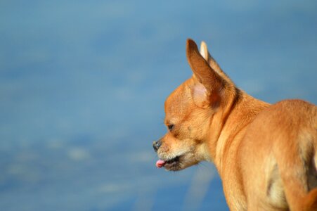 Sweet small dog pet
