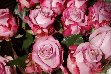 Bouquet de fleurs bloom romantic