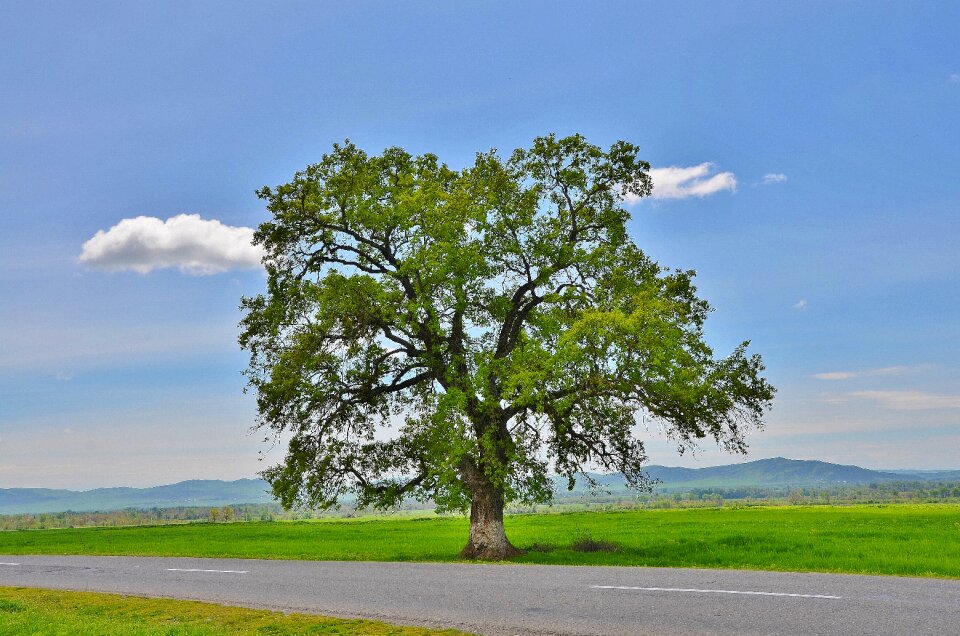 Landscape green summer