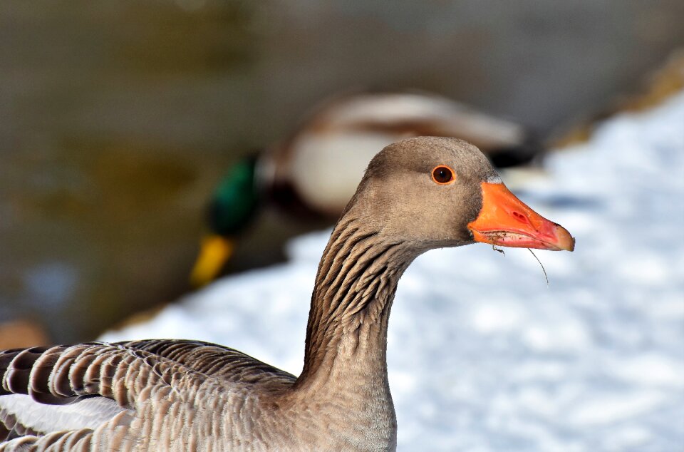 Water bird migratory bird wild bird