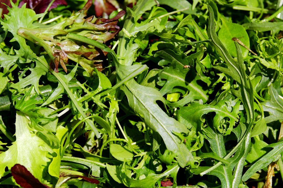 Oak leaf-red rocket raw food
