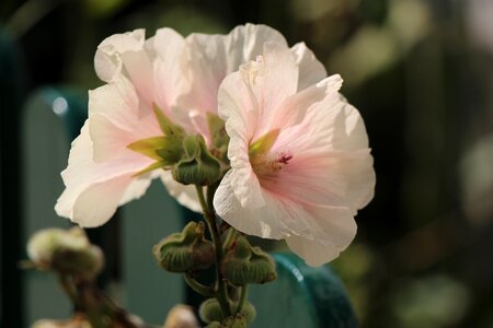 Stock rose garden garden blossom