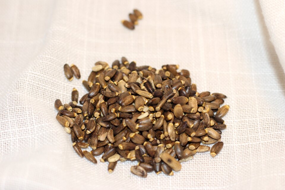 Milk thistle seed Free photos