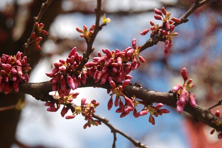 Nature gems spring