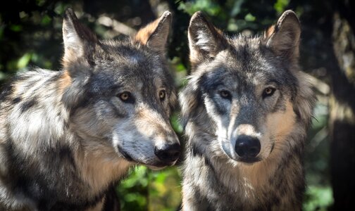 Wild predator grey