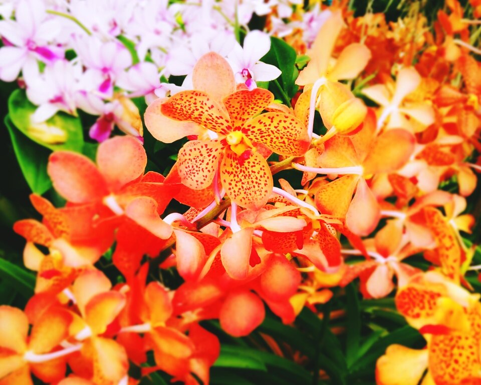 Flower orange orchid