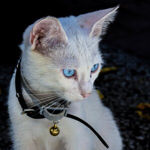 Kitten domestic eyes