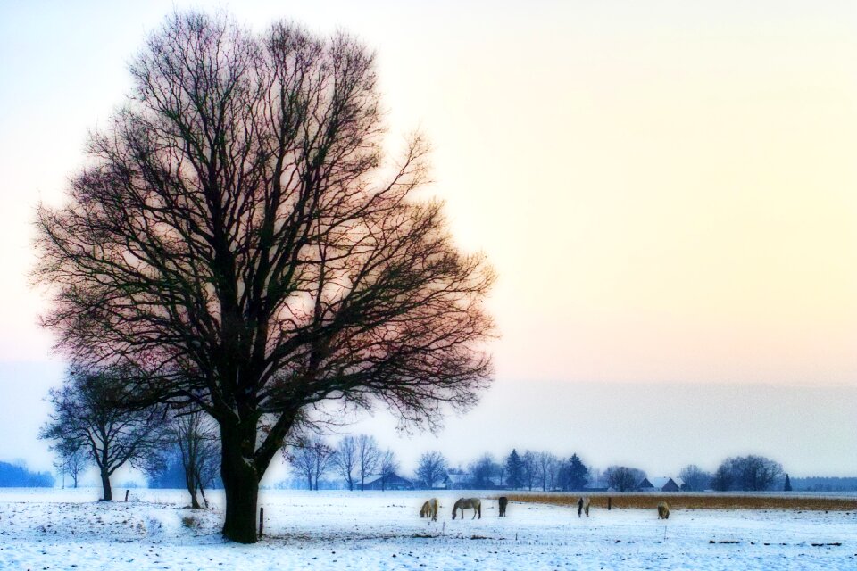 Pasture nature landscape