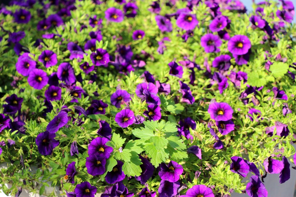 Purple flower blossom