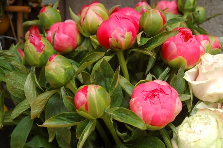 Flower spring buds photo