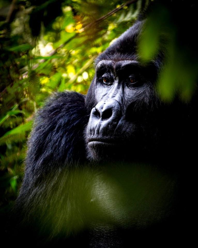 USAID Measuring Impact Conservation Enterprise Retrospective (Uganda; International Gorilla Conservation Program) (39396353285)