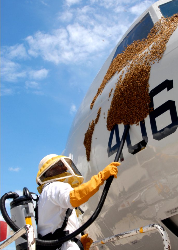 US Navy 080629-N-3013W-047 Aviation Airman 1st Class (A1C) Gilbert Hardy, assigned to the Air Force 18th Civil Engineer Squadron, uses a vacuum to remove a swarm of Japanese honey bees