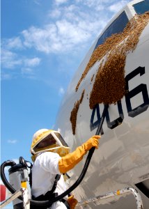 US Navy 080629-N-3013W-047 Aviation Airman 1st Class (A1C) Gilbert Hardy, assigned to the Air Force 18th Civil Engineer Squadron, uses a vacuum to remove a swarm of Japanese honey bees