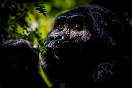 USAID Measuring Impact Conservation Enterprise Retrospective (Uganda; International Gorilla Conservation Program) (39396354245)