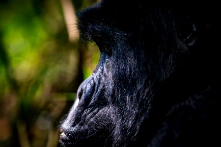 USAID Measuring Impact Conservation Enterprise Retrospective (Uganda; International Gorilla Conservation Program) (26421392248)