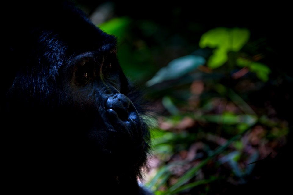 USAID Measuring Impact Conservation Enterprise Retrospective (Uganda; International Gorilla Conservation Program) (38483602480)
