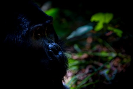 USAID Measuring Impact Conservation Enterprise Retrospective (Uganda; International Gorilla Conservation Program) (38483602480)