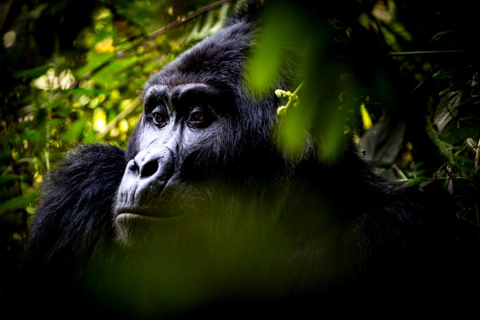 USAID Measuring Impact Conservation Enterprise Retrospective (Uganda; International Gorilla Conservation Program) (25422599607)